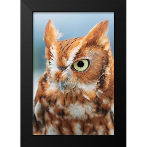 Eastern screech owl-Florida Black Modern Wood Framed Art Print by Jones, Adam