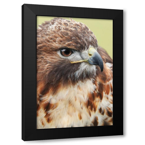 Red-tailed hawk-Florida Black Modern Wood Framed Art Print by Jones, Adam