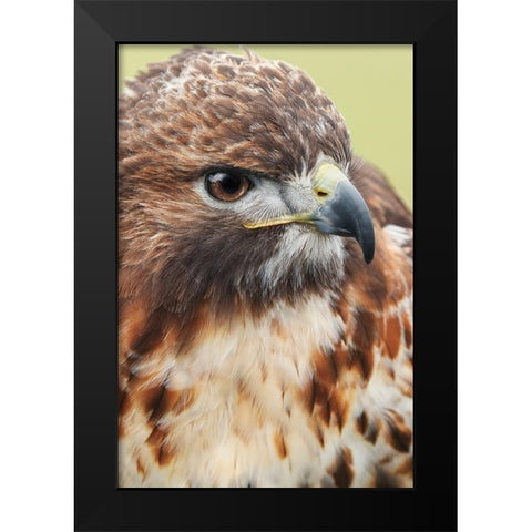 Red-tailed hawk-Florida Black Modern Wood Framed Art Print by Jones, Adam