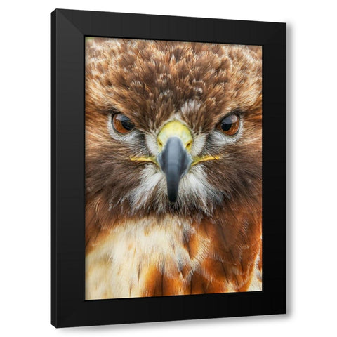 Red-tailed hawk-Florida Black Modern Wood Framed Art Print with Double Matting by Jones, Adam