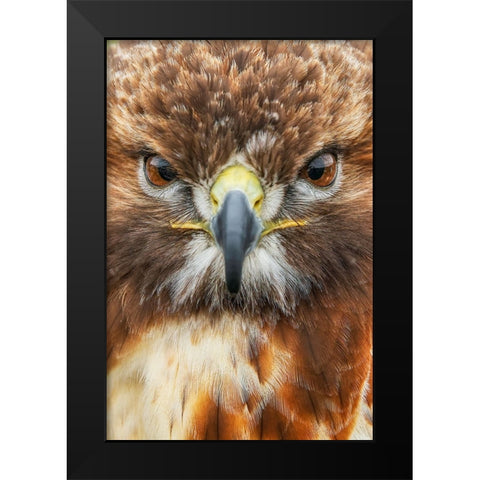 Red-tailed hawk-Florida Black Modern Wood Framed Art Print by Jones, Adam