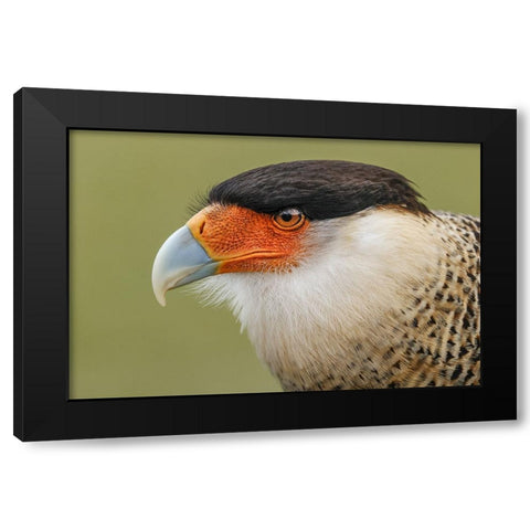 Crested caracara-south Florida Black Modern Wood Framed Art Print by Jones, Adam