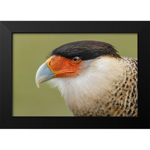 Crested caracara-south Florida Black Modern Wood Framed Art Print by Jones, Adam