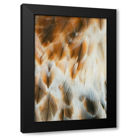 Feather pattern on Red-tailed hawk-Florida Black Modern Wood Framed Art Print by Jones, Adam