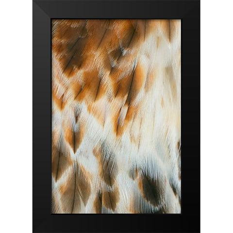 Feather pattern on Red-tailed hawk-Florida Black Modern Wood Framed Art Print by Jones, Adam
