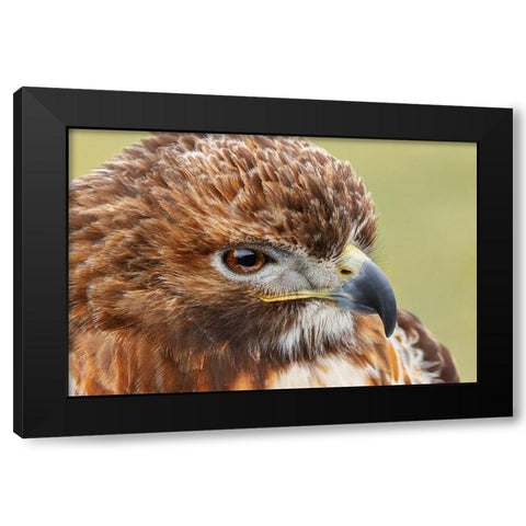 Red-tailed hawk-Florida Black Modern Wood Framed Art Print by Jones, Adam