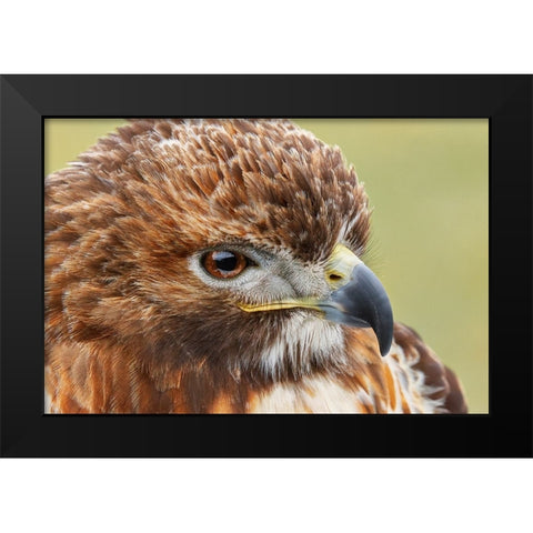 Red-tailed hawk-Florida Black Modern Wood Framed Art Print by Jones, Adam