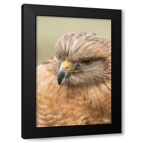 Red Shouldered Hawk-Florida Black Modern Wood Framed Art Print by Jones, Adam