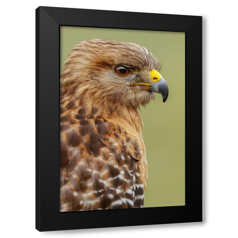 Red Shouldered Hawk-Florida Black Modern Wood Framed Art Print with Double Matting by Jones, Adam