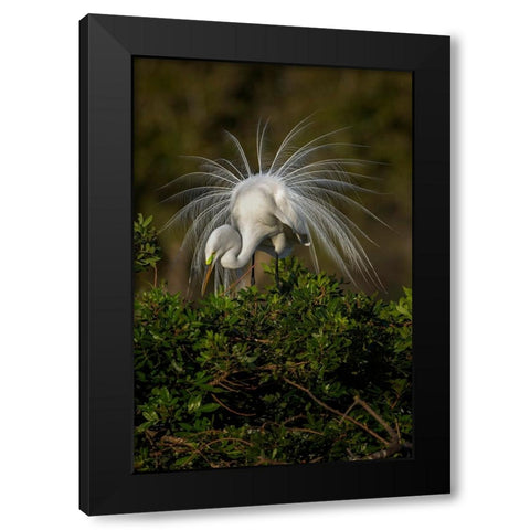 Great egret in courtship display in full breeding plumage-Venice rookery-Venice-Florida Black Modern Wood Framed Art Print by Jones, Adam