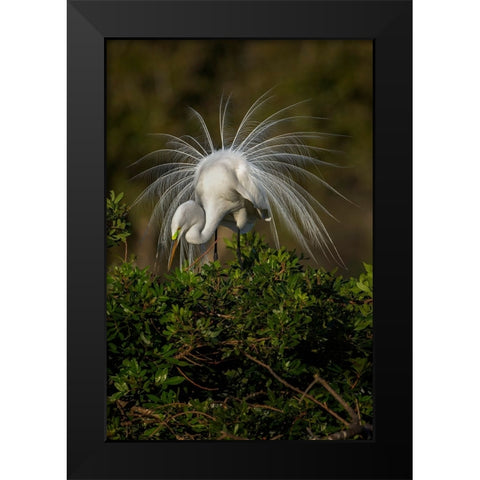 Great egret in courtship display in full breeding plumage-Venice rookery-Venice-Florida Black Modern Wood Framed Art Print by Jones, Adam