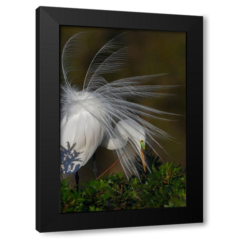Great egret in courtship display in full breeding plumage-Venice rookery-Venice-Florida Black Modern Wood Framed Art Print with Double Matting by Jones, Adam