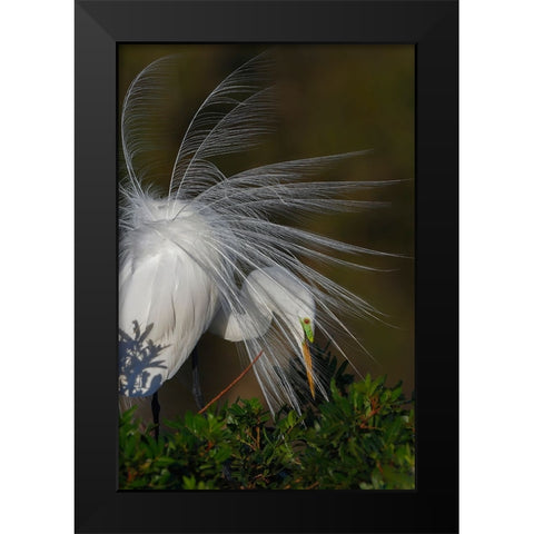 Great egret in courtship display in full breeding plumage-Venice rookery-Venice-Florida Black Modern Wood Framed Art Print by Jones, Adam