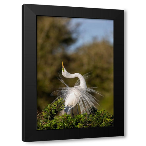 Great egret in courtship display in full breeding plumage-Venice rookery-Venice-Florida Black Modern Wood Framed Art Print with Double Matting by Jones, Adam