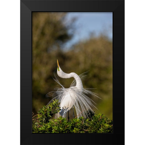 Great egret in courtship display in full breeding plumage-Venice rookery-Venice-Florida Black Modern Wood Framed Art Print by Jones, Adam