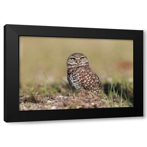 Burrowing owl-Cape Coral-Florida Black Modern Wood Framed Art Print with Double Matting by Jones, Adam