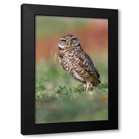 Burrowing owl-Cape Coral-Florida Black Modern Wood Framed Art Print by Jones, Adam