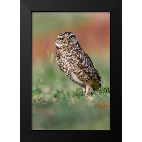Burrowing owl-Cape Coral-Florida Black Modern Wood Framed Art Print by Jones, Adam