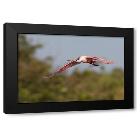 Roseate spoonbill flying-Stick Marsh-Florida Black Modern Wood Framed Art Print with Double Matting by Jones, Adam