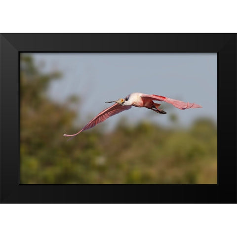 Roseate spoonbill flying-Stick Marsh-Florida Black Modern Wood Framed Art Print by Jones, Adam