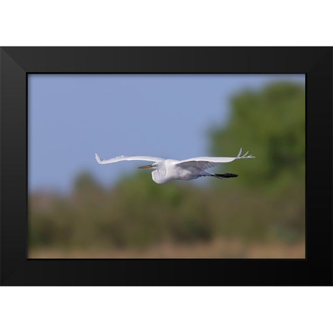Great Egret flying Stick Marsh-Florida Black Modern Wood Framed Art Print by Jones, Adam