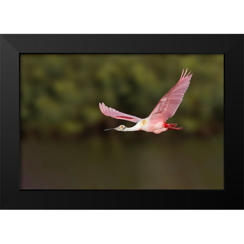 Roseate spoonbill flying-Stick Marsh-Florida Black Modern Wood Framed Art Print by Jones, Adam