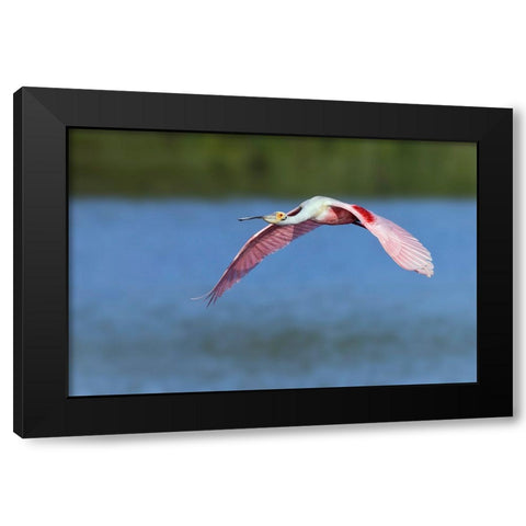 Roseate spoonbill flying-Stick Marsh-Florida Black Modern Wood Framed Art Print by Jones, Adam