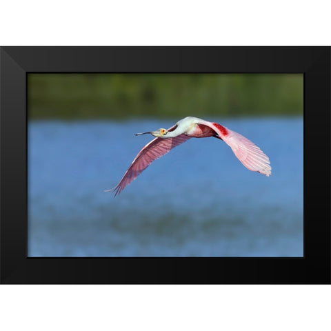 Roseate spoonbill flying-Stick Marsh-Florida Black Modern Wood Framed Art Print by Jones, Adam