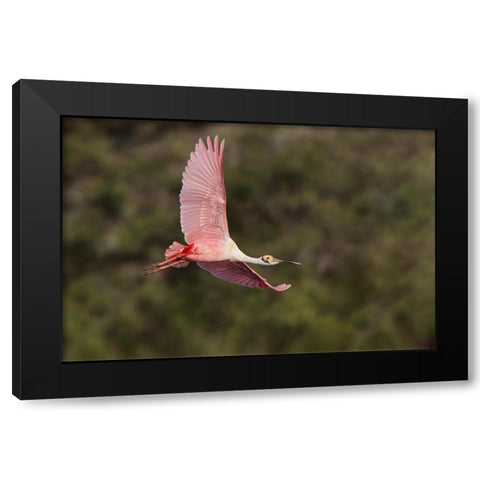 Roseate spoonbill flying-Stick Marsh-Florida Black Modern Wood Framed Art Print with Double Matting by Jones, Adam