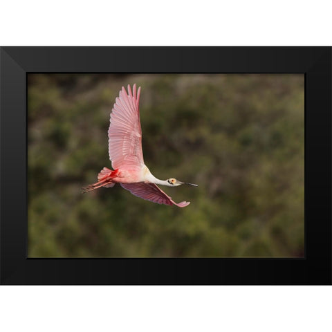 Roseate spoonbill flying-Stick Marsh-Florida Black Modern Wood Framed Art Print by Jones, Adam