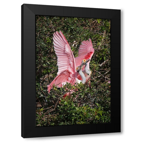 Roseate spoonbills fighting over nesting territory in rookery-Stick Marsh-Florida Black Modern Wood Framed Art Print by Jones, Adam