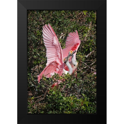 Roseate spoonbills fighting over nesting territory in rookery-Stick Marsh-Florida Black Modern Wood Framed Art Print by Jones, Adam