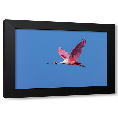 Roseate spoonbill flying-Stick Marsh-Florida Black Modern Wood Framed Art Print by Jones, Adam