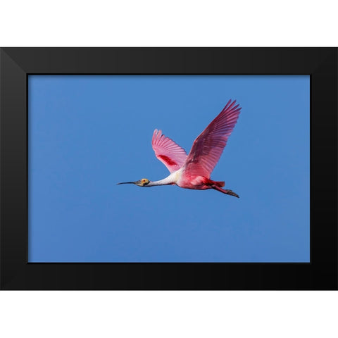 Roseate spoonbill flying-Stick Marsh-Florida Black Modern Wood Framed Art Print by Jones, Adam