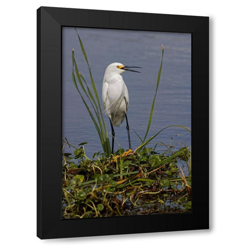Snowy Egret-Stick Marsh-Florida Black Modern Wood Framed Art Print by Jones, Adam