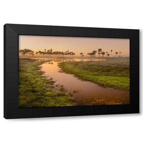 Sable palms silhouetted at sunrise on the Econlockhatchee River Black Modern Wood Framed Art Print by Jones, Adam