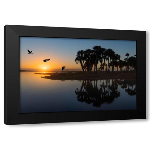 Sable palms silhouetted at sunrise on the Econlockhatchee River Black Modern Wood Framed Art Print by Jones, Adam