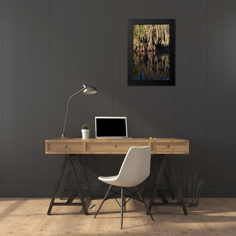 Cypress tree draped in Spanish moss along the Econlockhatchee River Black Modern Wood Framed Art Print by Jones, Adam