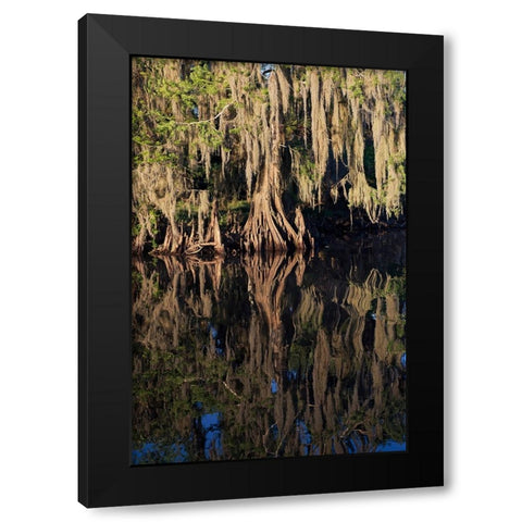 Cypress tree draped in Spanish moss along the Econlockhatchee River Black Modern Wood Framed Art Print by Jones, Adam