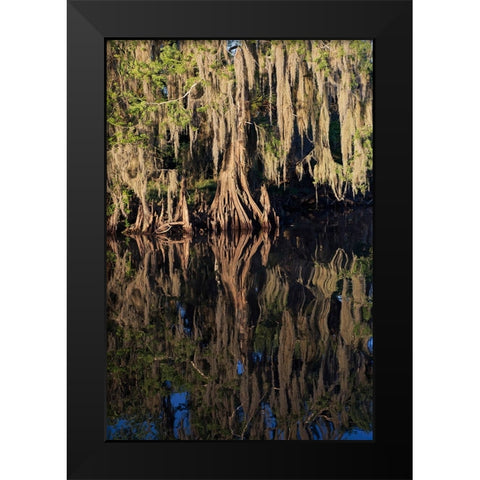 Cypress tree draped in Spanish moss along the Econlockhatchee River Black Modern Wood Framed Art Print by Jones, Adam