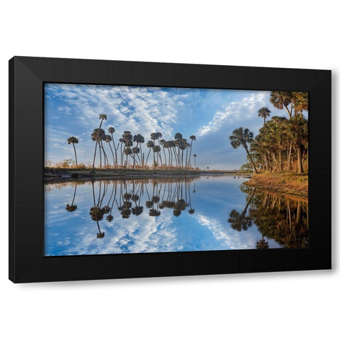 Sable palms reflected on the Econlockhatchee River Black Modern Wood Framed Art Print by Jones, Adam