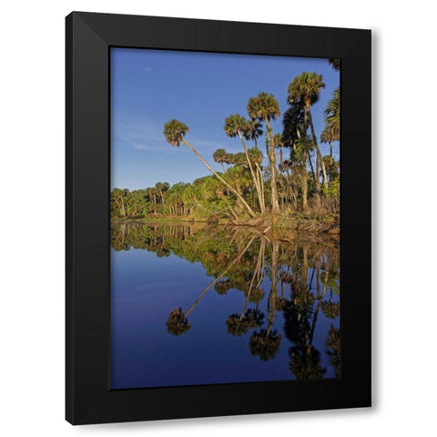 Sable palms reflected on the Econlockhatchee River Black Modern Wood Framed Art Print with Double Matting by Jones, Adam