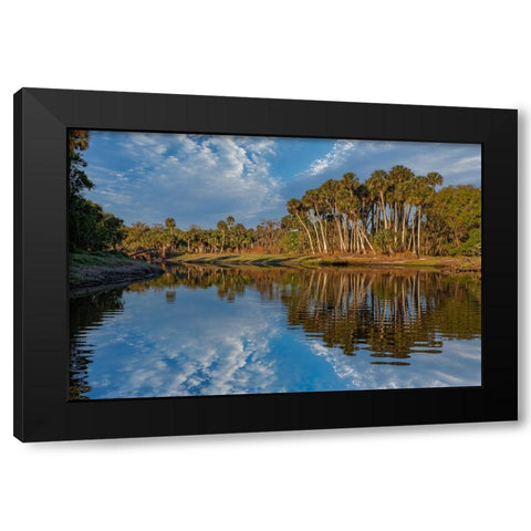 Sable palms reflected on the Econlockhatchee River Black Modern Wood Framed Art Print by Jones, Adam