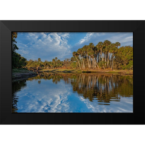 Sable palms reflected on the Econlockhatchee River Black Modern Wood Framed Art Print by Jones, Adam