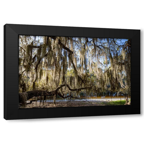 Oak tree draped in Spanish moss along the Econlockhatchee River Black Modern Wood Framed Art Print with Double Matting by Jones, Adam