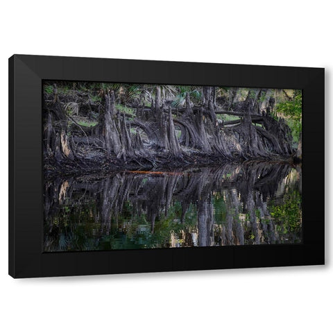 Cypress knees along-Econlockhatchee River-a blackwater tributary of the St Johns River Black Modern Wood Framed Art Print by Jones, Adam