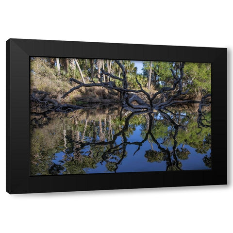 Fallen tree reflected on the Econlockhatchee River-a blackwater tributary of the St Johns River Black Modern Wood Framed Art Print by Jones, Adam