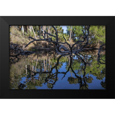 Fallen tree reflected on the Econlockhatchee River-a blackwater tributary of the St Johns River Black Modern Wood Framed Art Print by Jones, Adam