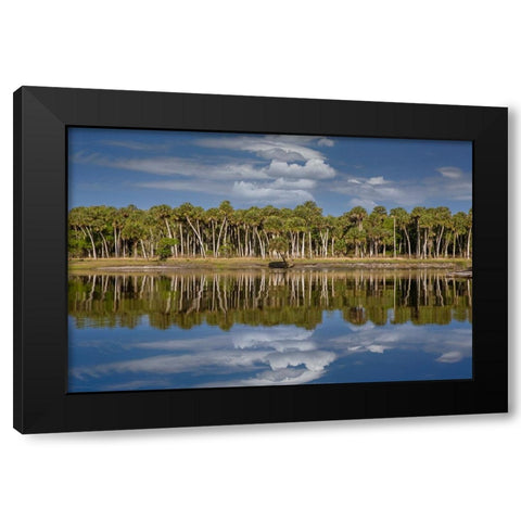 Sable palms reflected on the Econlockhatchee River-a blackwater tributary of the St Johns River Black Modern Wood Framed Art Print by Jones, Adam