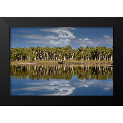 Sable palms reflected on the Econlockhatchee River-a blackwater tributary of the St Johns River Black Modern Wood Framed Art Print by Jones, Adam